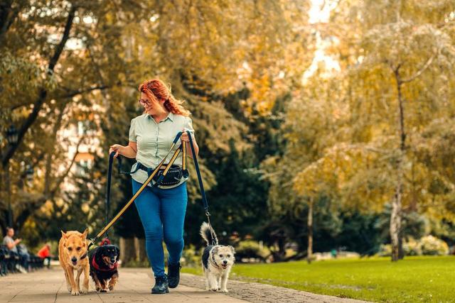 Pet sitter outside in a city park walking three dogs.